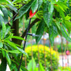 OutdoorMisting - Outdoor Cooling System Garden Misting and Irrigation Watering